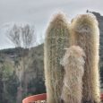 Cactus Espostoa Lanata