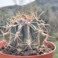 Cactus Ferocactus Herrerae
