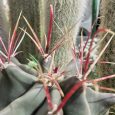Cactus Ferocactus Histrix