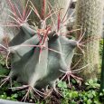 Cactus Ferocactus Histrix