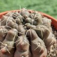 Cactus Gymnocalycium Baldianum