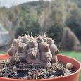 Cactus Gymnocalycium Baldianum