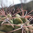 Cactus Gymnocalycium Saglionis