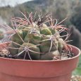 Cactus Gymnocalycium Saglionis