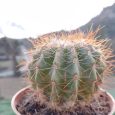 Cactus Parodia Ottonis Subesp. Horstti