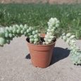 Cactus Sedum Burrito