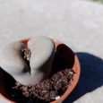 Cactus Lithops Pseudotruncatella