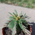Cactus Euphorbia Pulvinata