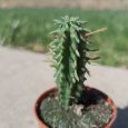 Cactus Euphorbia Mammilaris