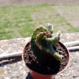 Cactus Cereus Forbesii var. Spiralis