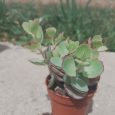 Cactus Kalanchoe Laxiflora