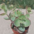 Cactus Kalanchoe Laxiflora