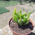 Cactus Crassula Ovata Gollum
