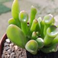 Cactus Crassula Ovata Gollum