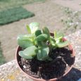 Cactus Crassula Ovata