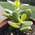Cactus Crassula Ovata