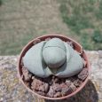 Cactus Pleiospilos Nelii