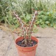 Cactus Euphorbia Aeruginosa