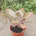 Cactus Kalanchoe Beharensis