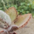 Cactus Kalanchoe Beharensis