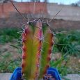 Cactus Stenocereus Griseus