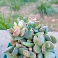 Adromischus Caryophyllaceus