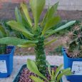 Euphorbia Neostapelioides
