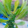 Euphorbia Neostapelioides