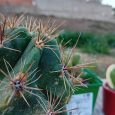 Cactus Ferocactus robustus