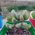 Cotyledon ladismithiensis