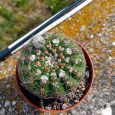 Notocactus Uebelmannianus