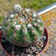 Notocactus Uebelmannianus