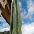Cereus Jamacaru