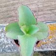Kalanchoe Synsepala