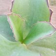 Kalanchoe Synsepala