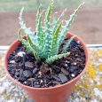 Cactus Aloe Humilis