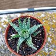 Cactus Aloe Humilis