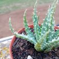 Cactus Aloe Humilis