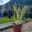 Albuca Humilis
