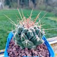 Thelocactus Rinconensis