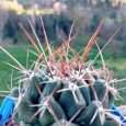 Thelocactus Rinconensis