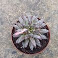 Pachyphytum compactum Rose